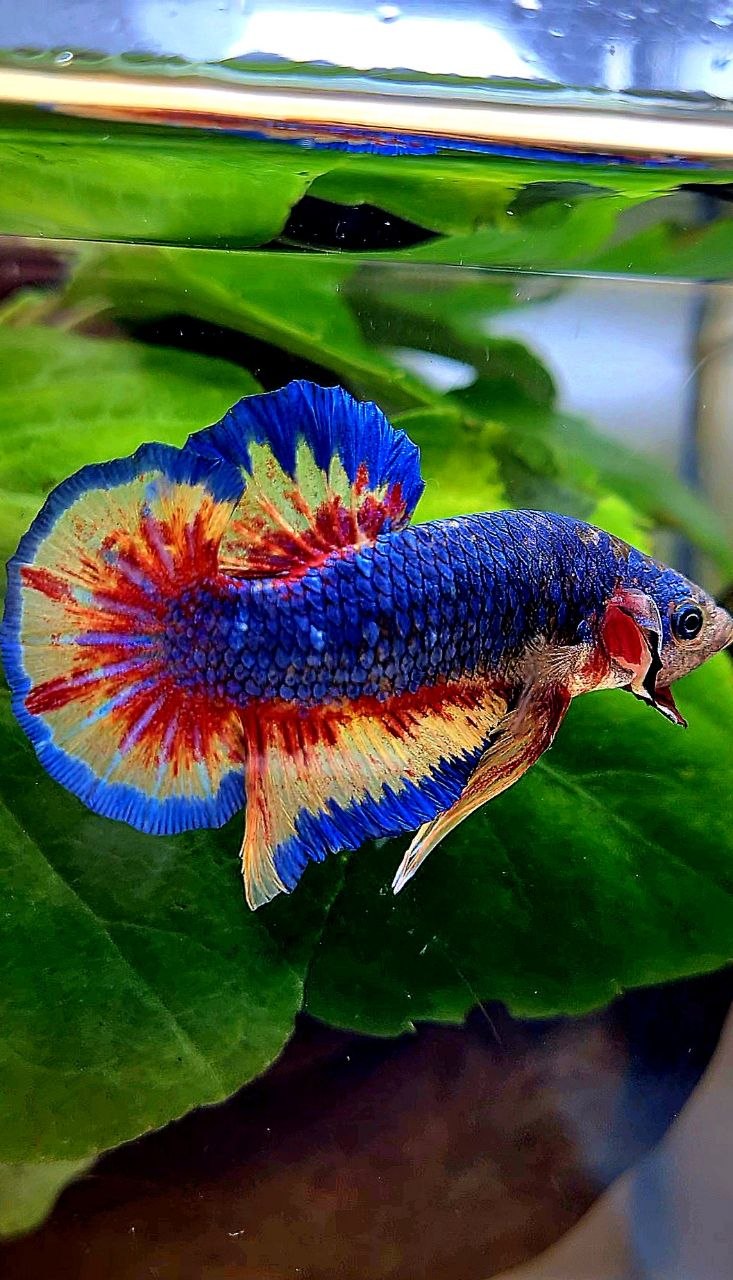 PLAKAT SUPER VANDA BLUE BETTA FISH