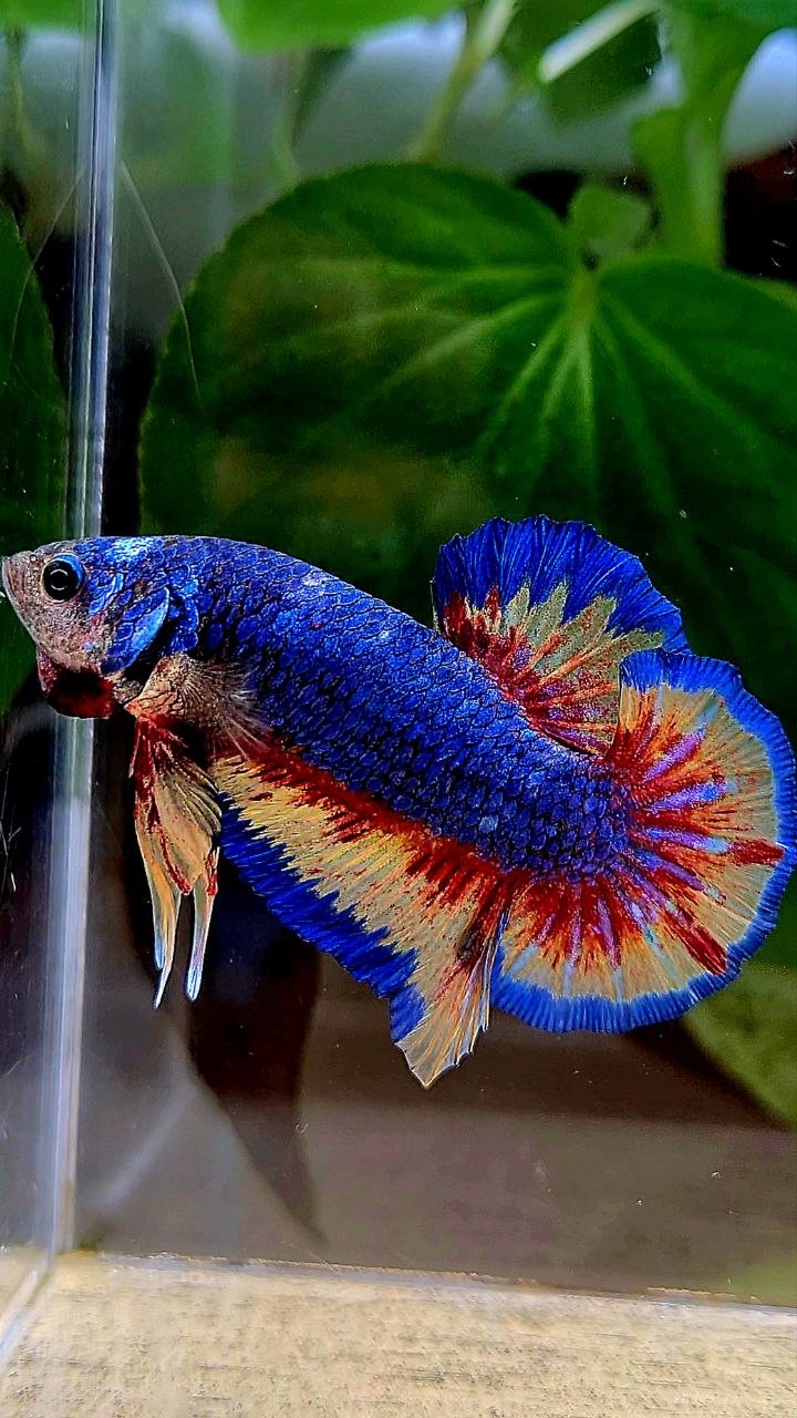 PLAKAT SUPER VANDA BLUE BETTA FISH