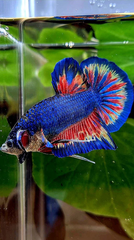 PLAKAT SUPER VANDA BLUE BETTA FISH