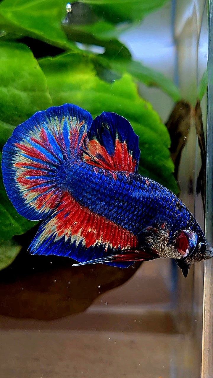 PLAKAT SUPER VANDA BLUE BETTA FISH