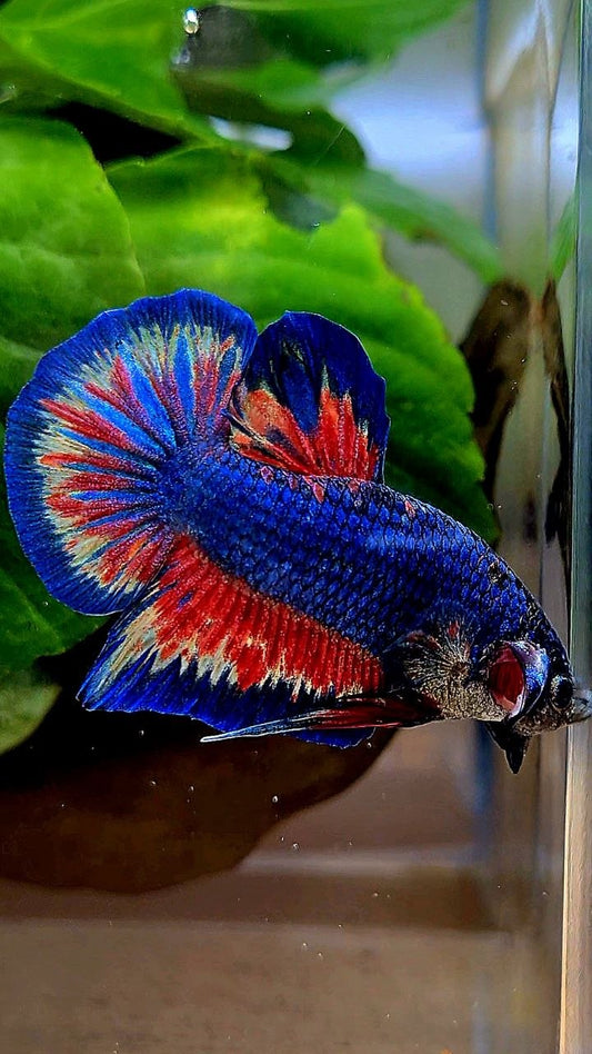 PLAKAT SUPER VANDA BLUE BETTA FISH