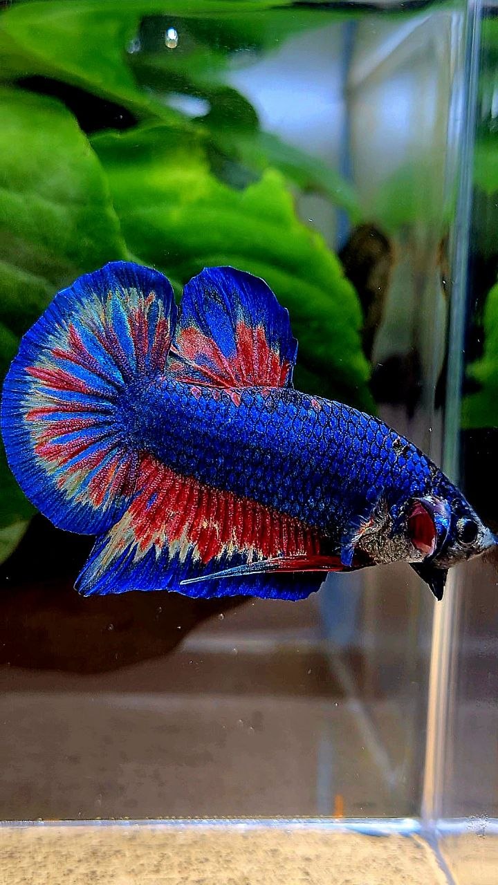 PLAKAT SUPER VANDA BLUE BETTA FISH