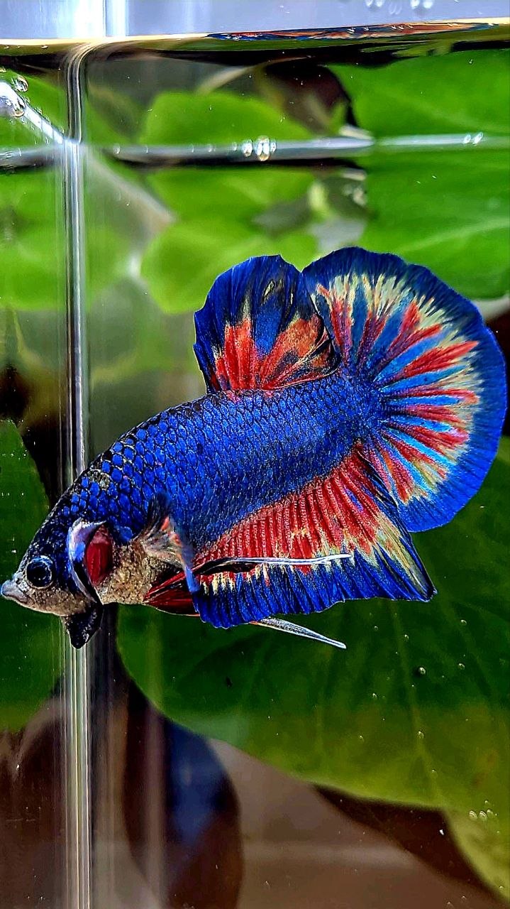 PLAKAT SUPER VANDA BLUE BETTA FISH