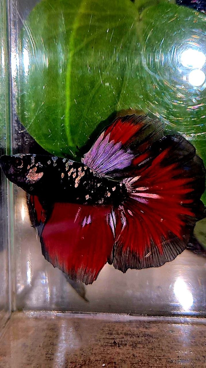 HALFMOON BLACK GALAXY COPPER AVATAR VAMPIRE BETTA FISH