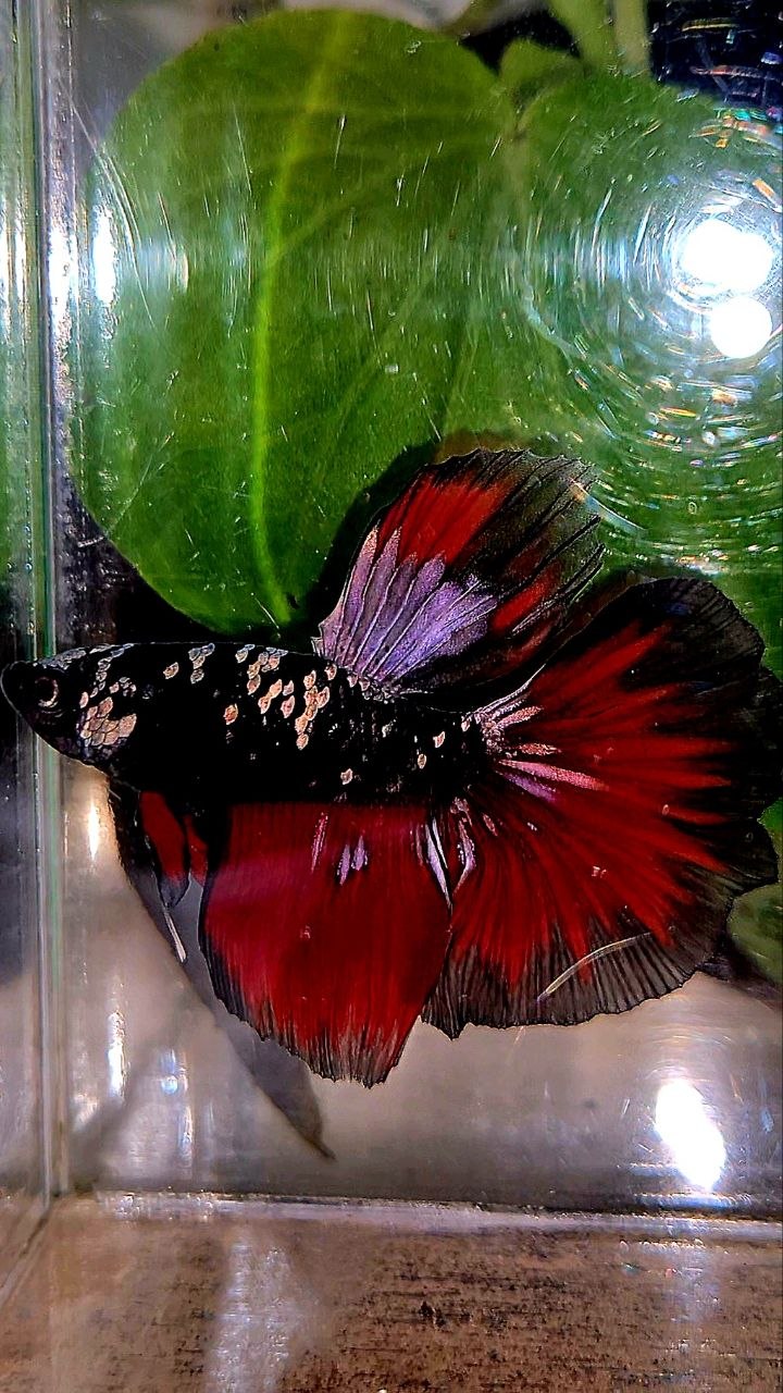 HALFMOON BLACK GALAXY COPPER AVATAR VAMPIRE BETTA FISH