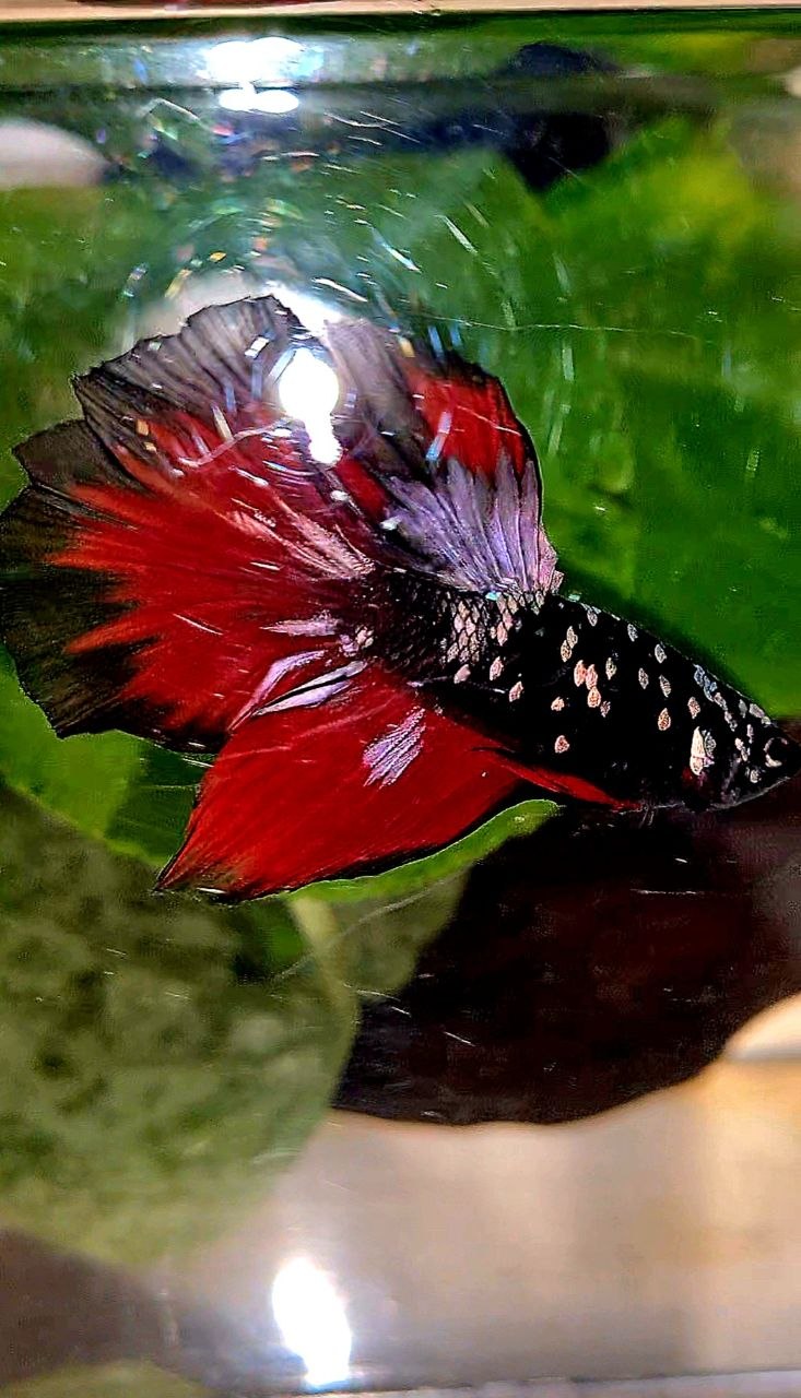 HALFMOON BLACK GALAXY COPPER AVATAR VAMPIRE BETTA FISH