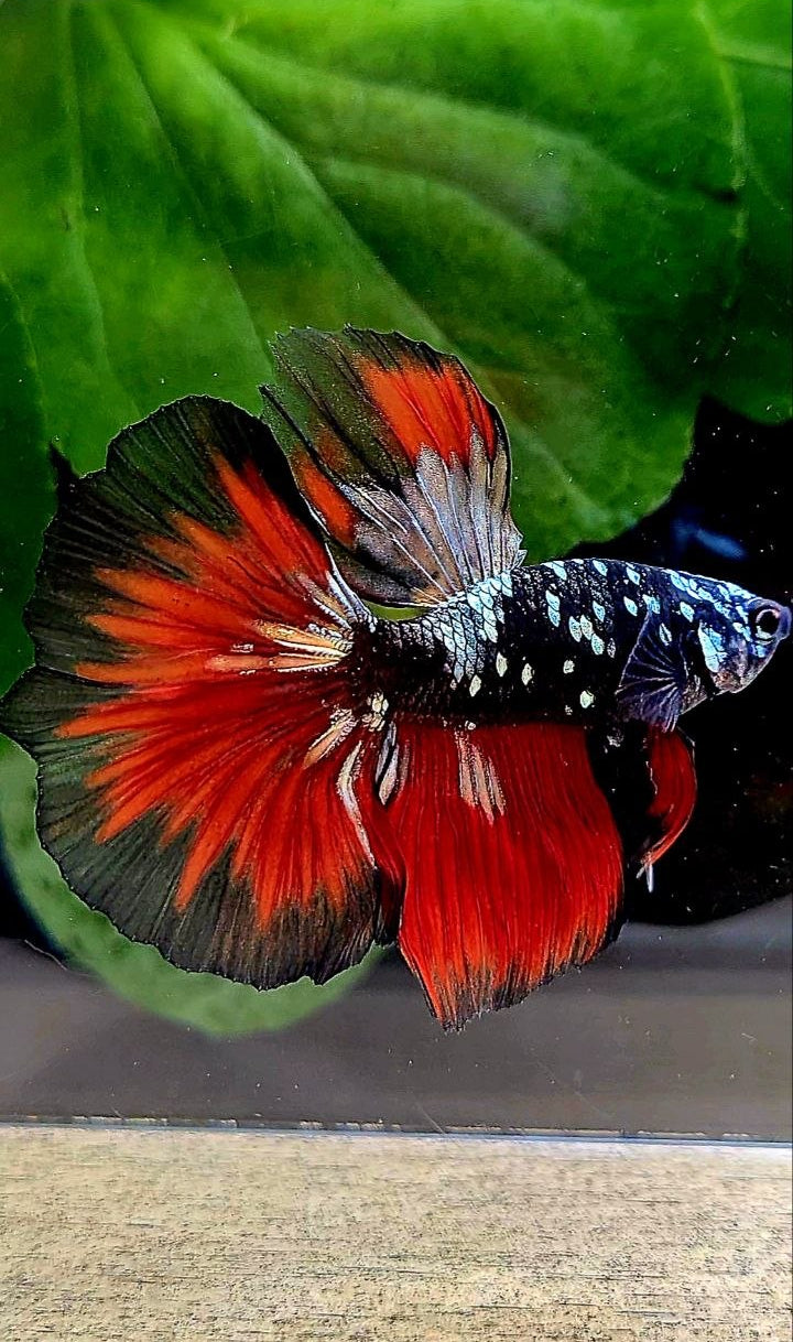 HALFMOON BLACK GALAXY COPPER AVATAR VAMPIRE BETTA FISH