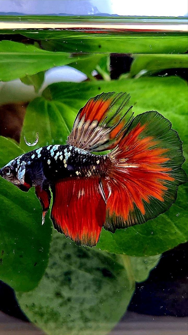 HALFMOON BLACK GALAXY COPPER AVATAR VAMPIRE BETTA FISH