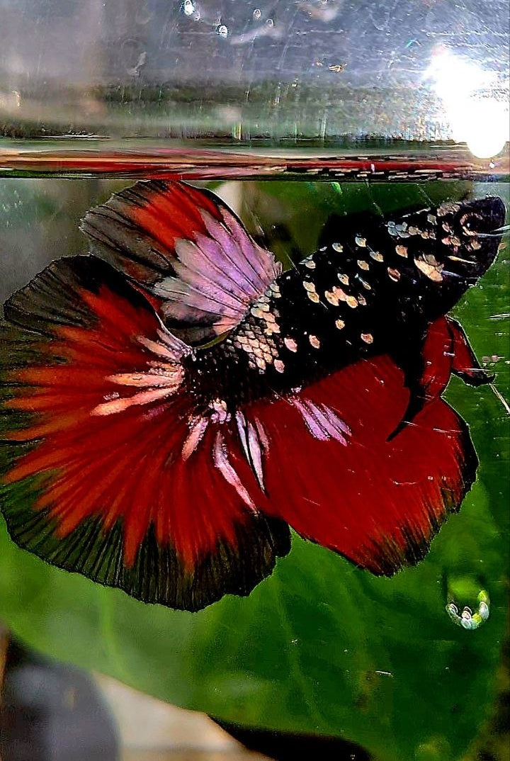 HALFMOON BLACK GALAXY COPPER AVATAR VAMPIRE BETTA FISH