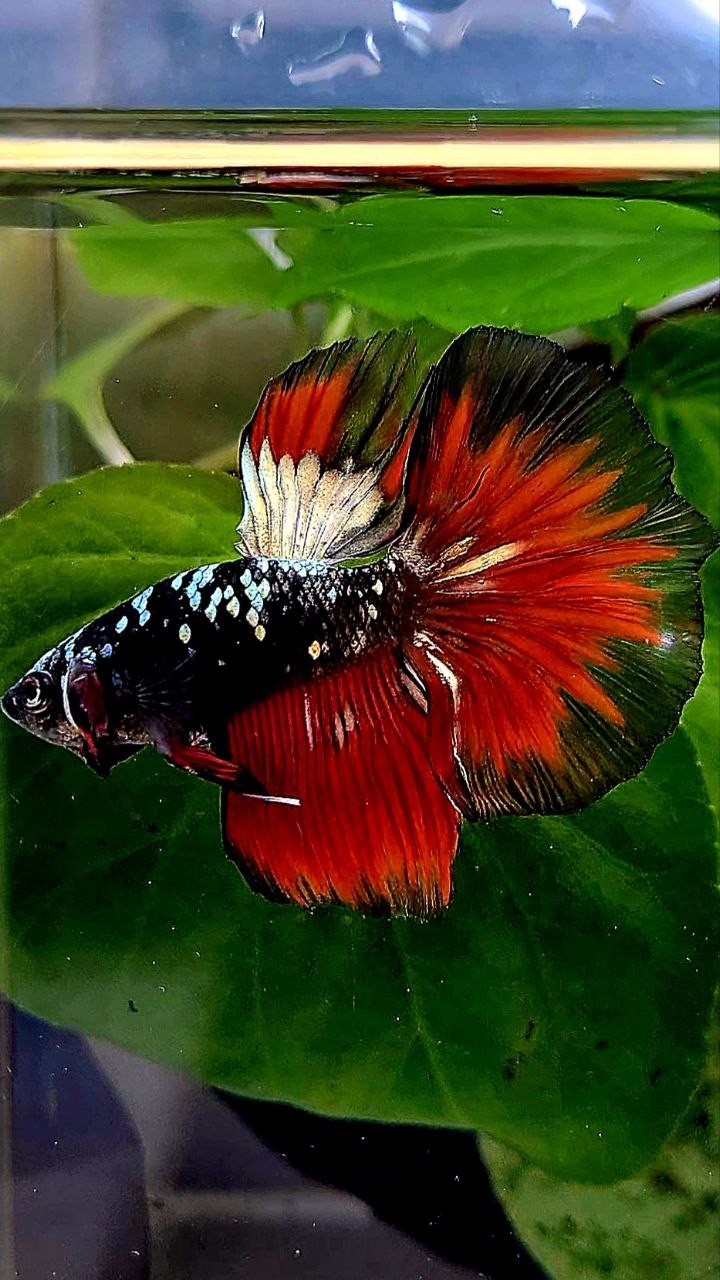 HALFMOON BLACK GALAXY COPPER AVATAR VAMPIRE BETTA FISH