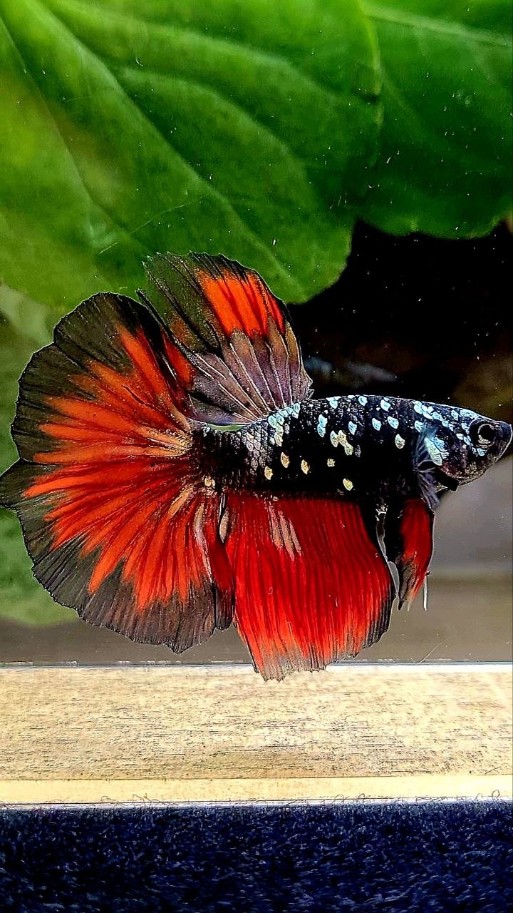 HALFMOON BLACK GALAXY COPPER AVATAR VAMPIRE BETTA FISH