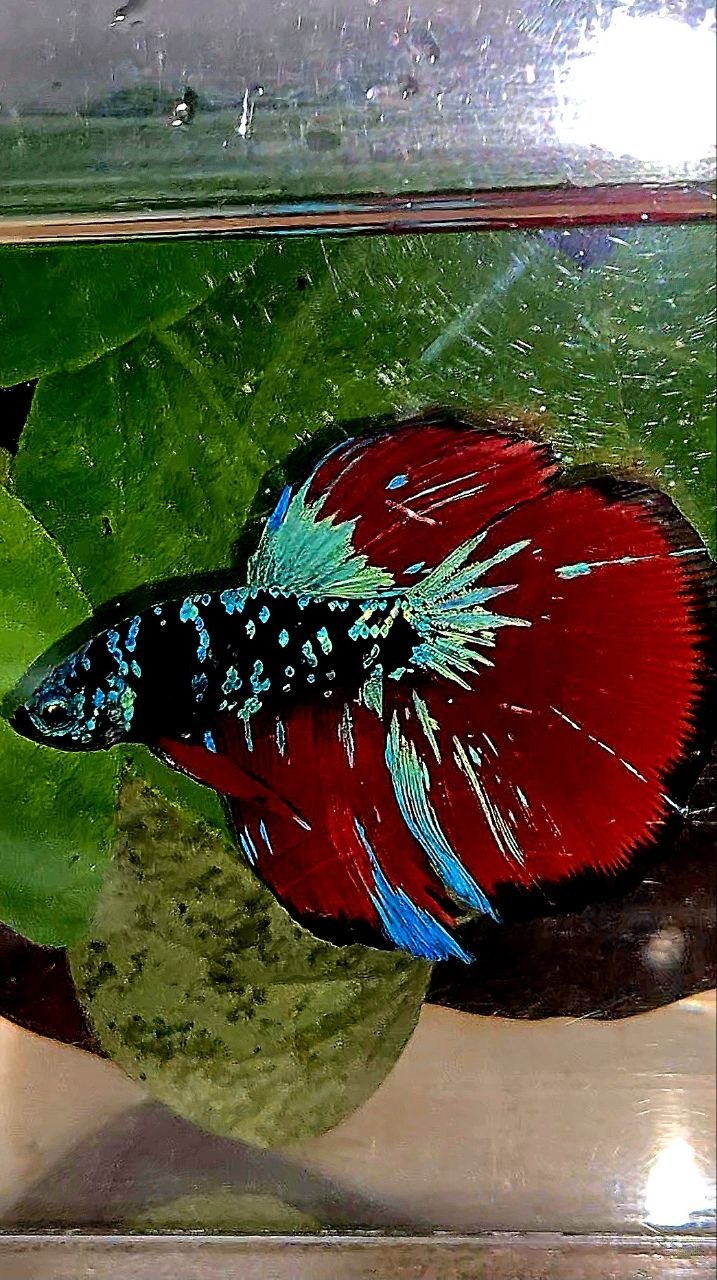 HALFMOON BLACK GALAXY AVATAR BLUE VAMPIRE BETTA FISH
