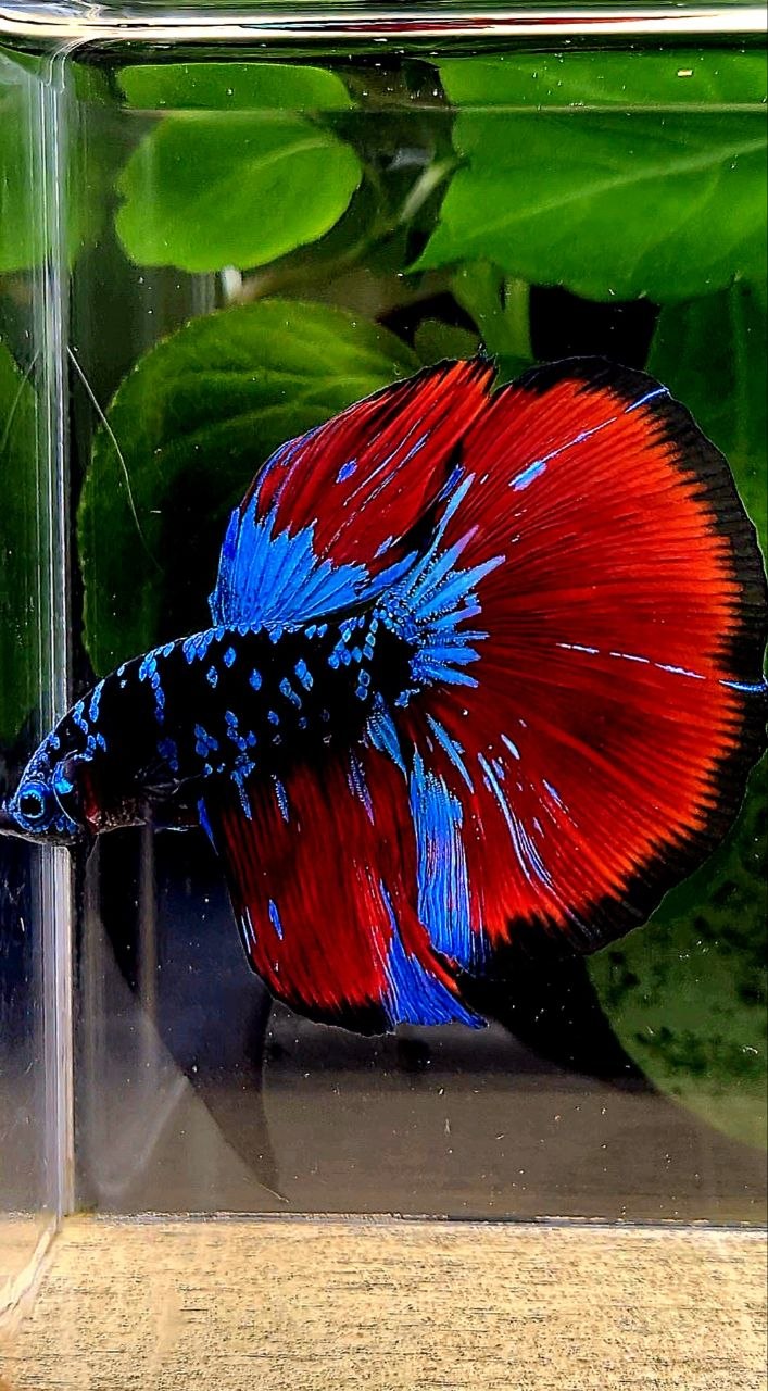 HALFMOON BLACK GALAXY AVATAR BLUE VAMPIRE BETTA FISH