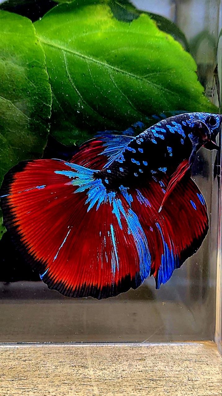 HALFMOON BLACK GALAXY AVATAR BLUE VAMPIRE BETTA FISH