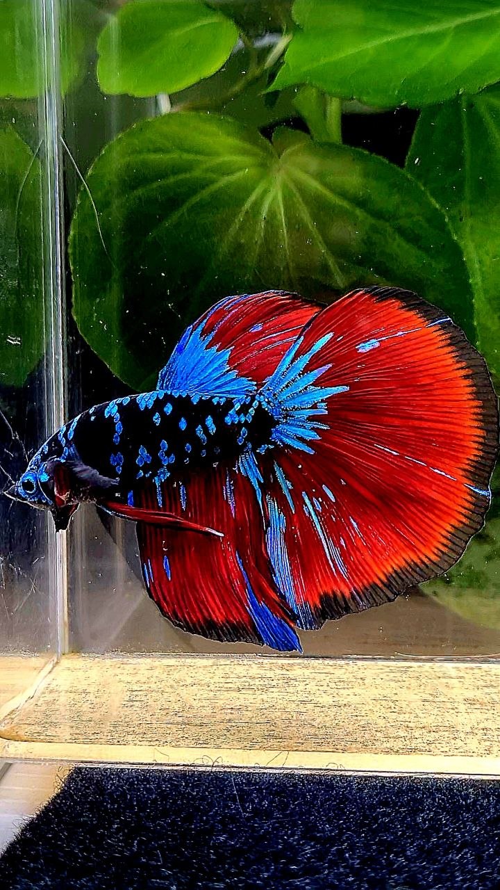 HALFMOON BLACK GALAXY AVATAR BLUE VAMPIRE BETTA FISH