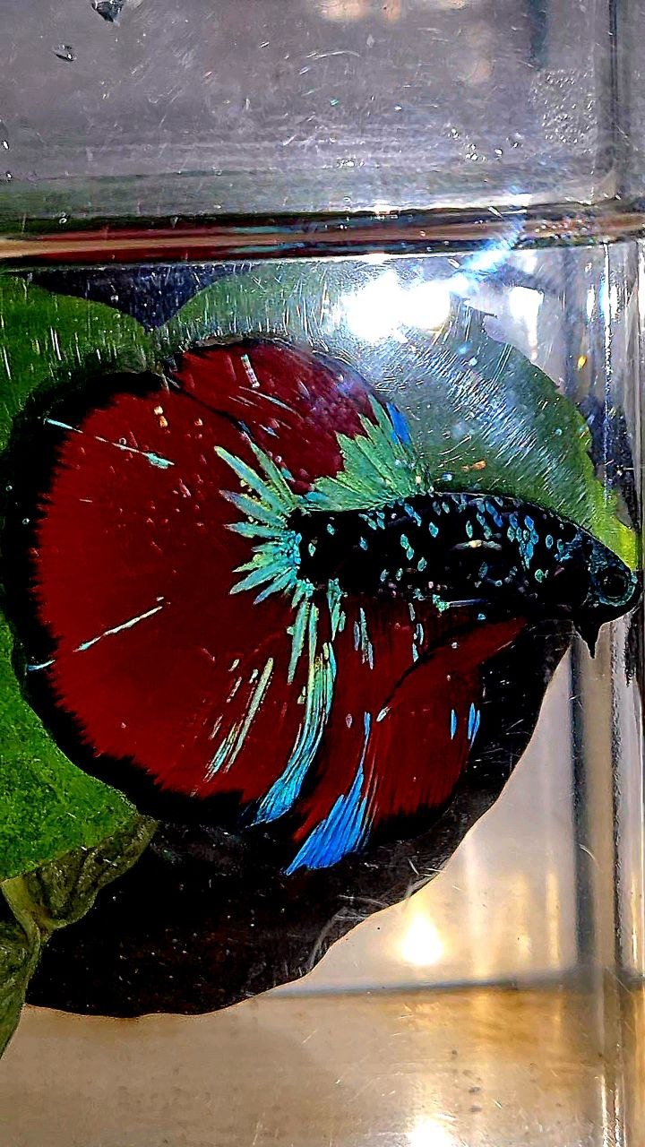 HALFMOON BLACK GALAXY AVATAR BLUE VAMPIRE BETTA FISH