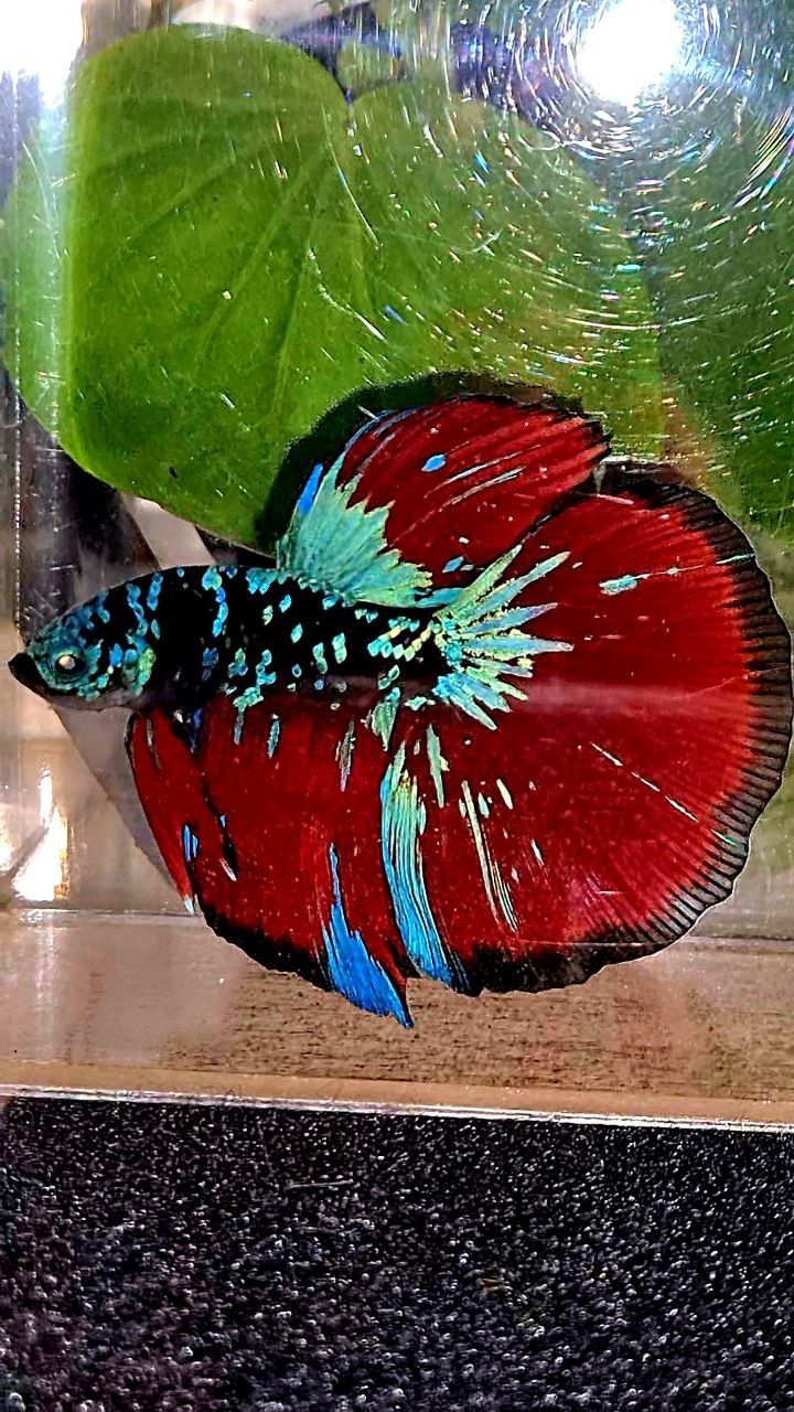 HALFMOON BLACK GALAXY AVATAR BLUE VAMPIRE BETTA FISH