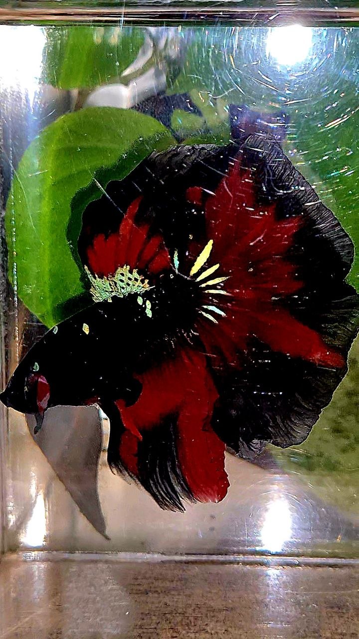 HALFMOON ROSETAIL BLACK GALAXY AVATAR VAMPIRE PATTERN BETTA FISH