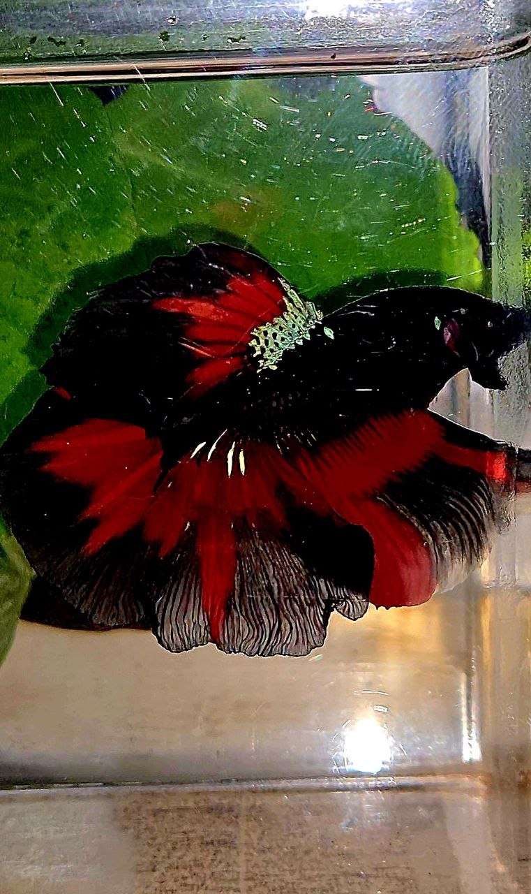 HALFMOON ROSETAIL BLACK GALAXY AVATAR VAMPIRE PATTERN BETTA FISH