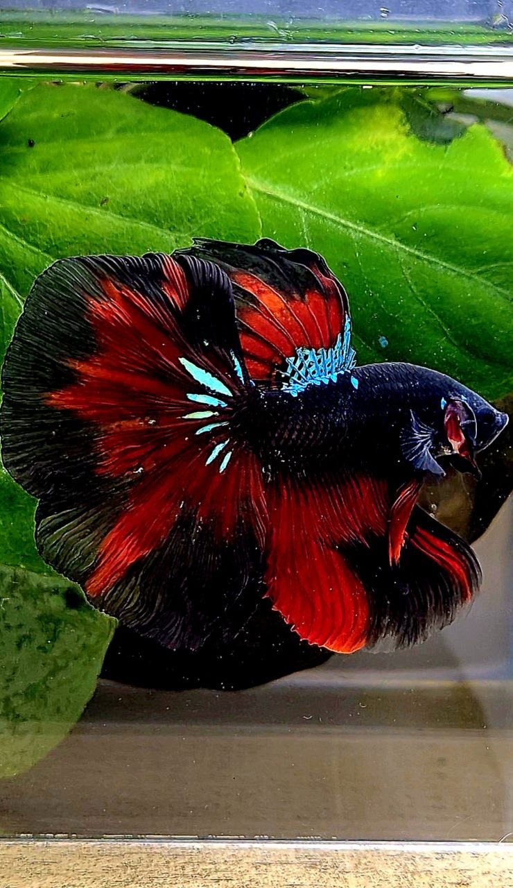 HALFMOON ROSETAIL BLACK GALAXY AVATAR VAMPIRE PATTERN BETTA FISH