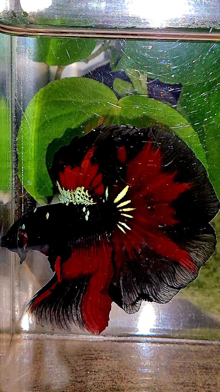 HALFMOON ROSETAIL BLACK GALAXY AVATAR VAMPIRE PATTERN BETTA FISH