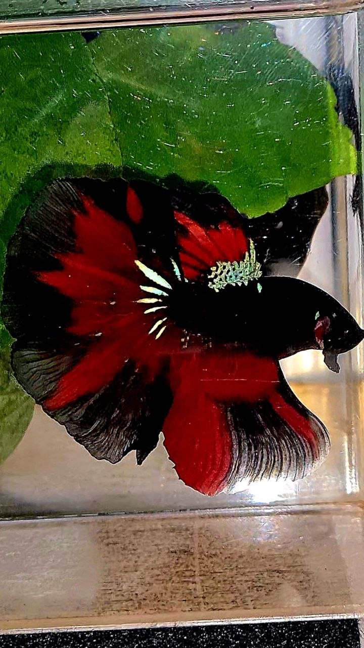 HALFMOON ROSETAIL BLACK GALAXY AVATAR VAMPIRE PATTERN BETTA FISH