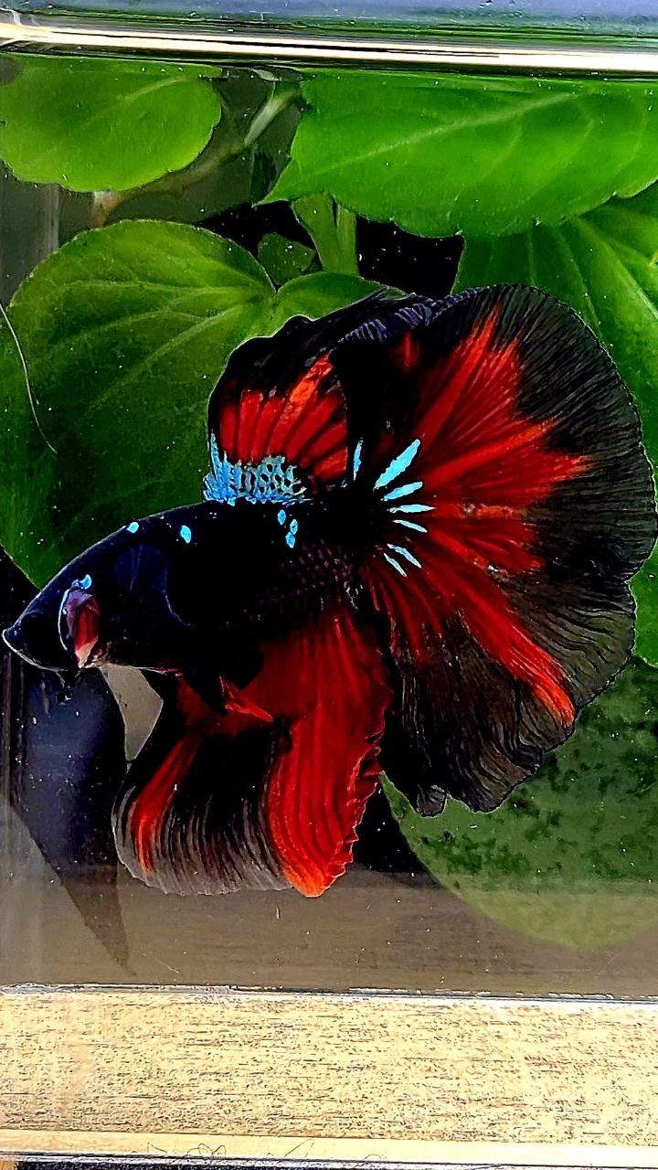 HALFMOON ROSETAIL BLACK GALAXY AVATAR VAMPIRE PATTERN BETTA FISH