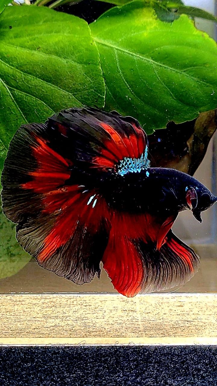 HALFMOON ROSETAIL BLACK GALAXY AVATAR VAMPIRE PATTERN BETTA FISH