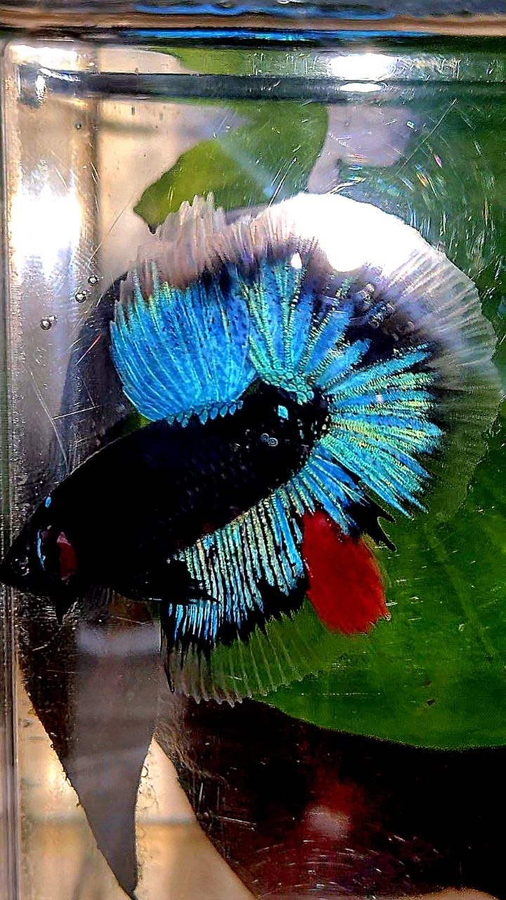 HALFMOON BLACK GALAXY AVATAR BLUE BETTA FISH