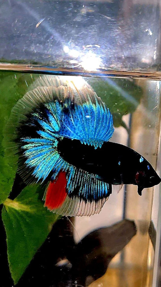 HALFMOON BLACK GALAXY AVATAR BLUE BETTA FISH