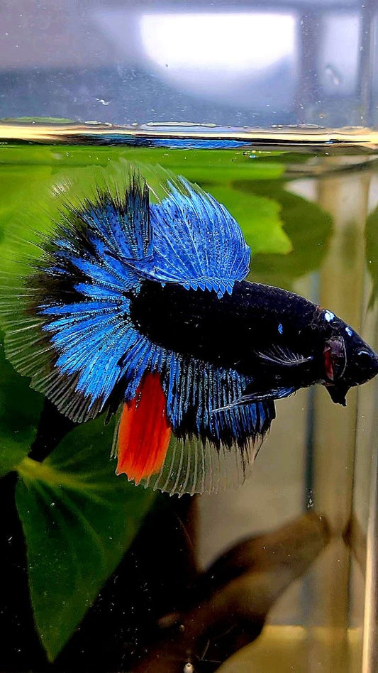 HALFMOON BLACK GALAXY AVATAR BLUE BETTA FISH