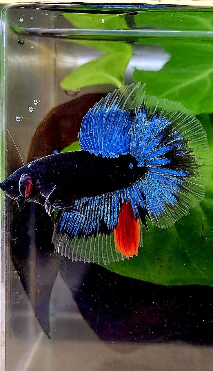 HALFMOON BLACK GALAXY AVATAR BLUE BETTA FISH