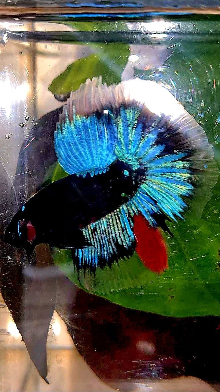HALFMOON BLACK GALAXY AVATAR BLUE BETTA FISH