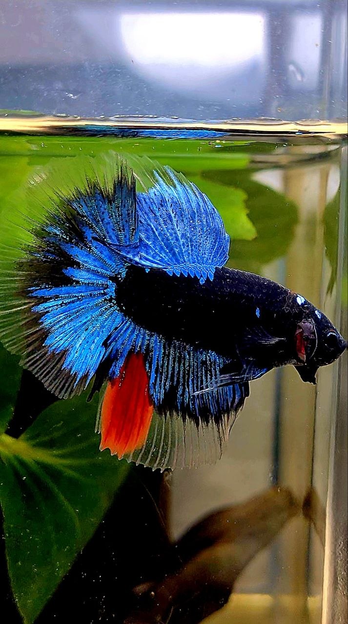 HALFMOON BLACK GALAXY AVATAR BLUE BETTA FISH