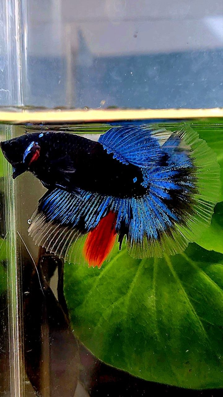 HALFMOON BLACK GALAXY AVATAR BLUE BETTA FISH