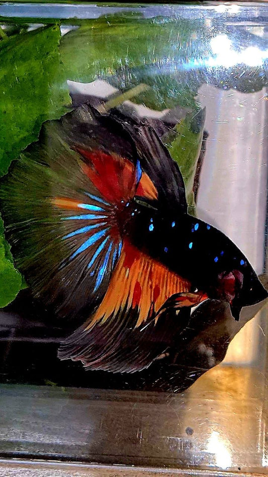 HALFMOON ROSETAIL BLACK GALAXY AVATAR NEMO BETTA FISH