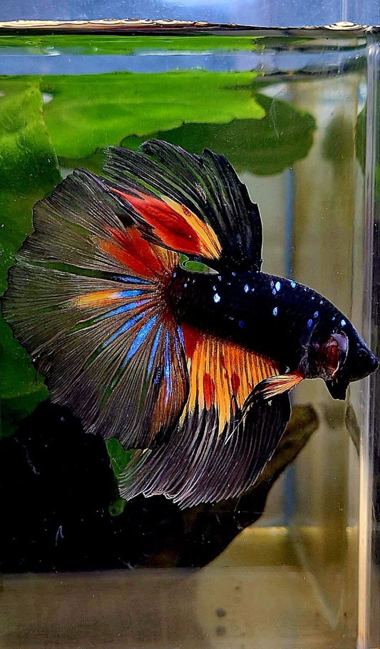 HALFMOON ROSETAIL BLACK GALAXY AVATAR NEMO BETTA FISH