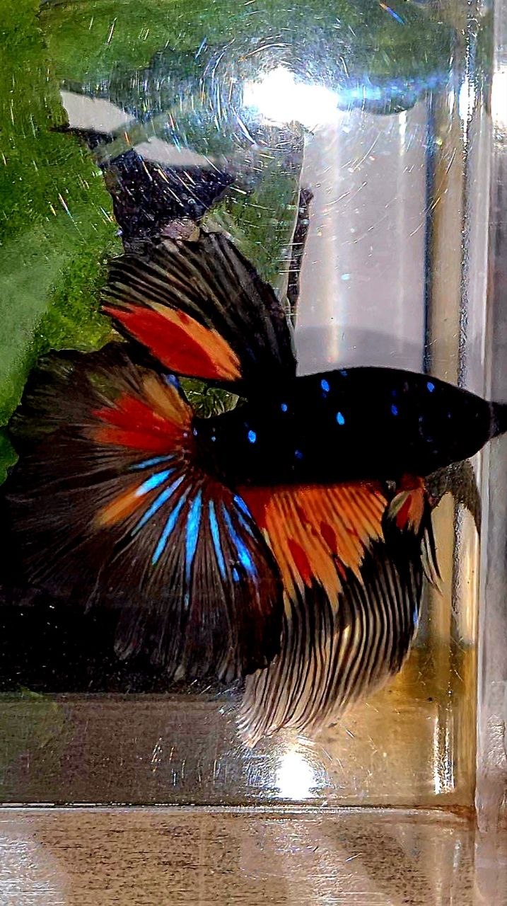 HALFMOON ROSETAIL BLACK GALAXY AVATAR NEMO BETTA FISH