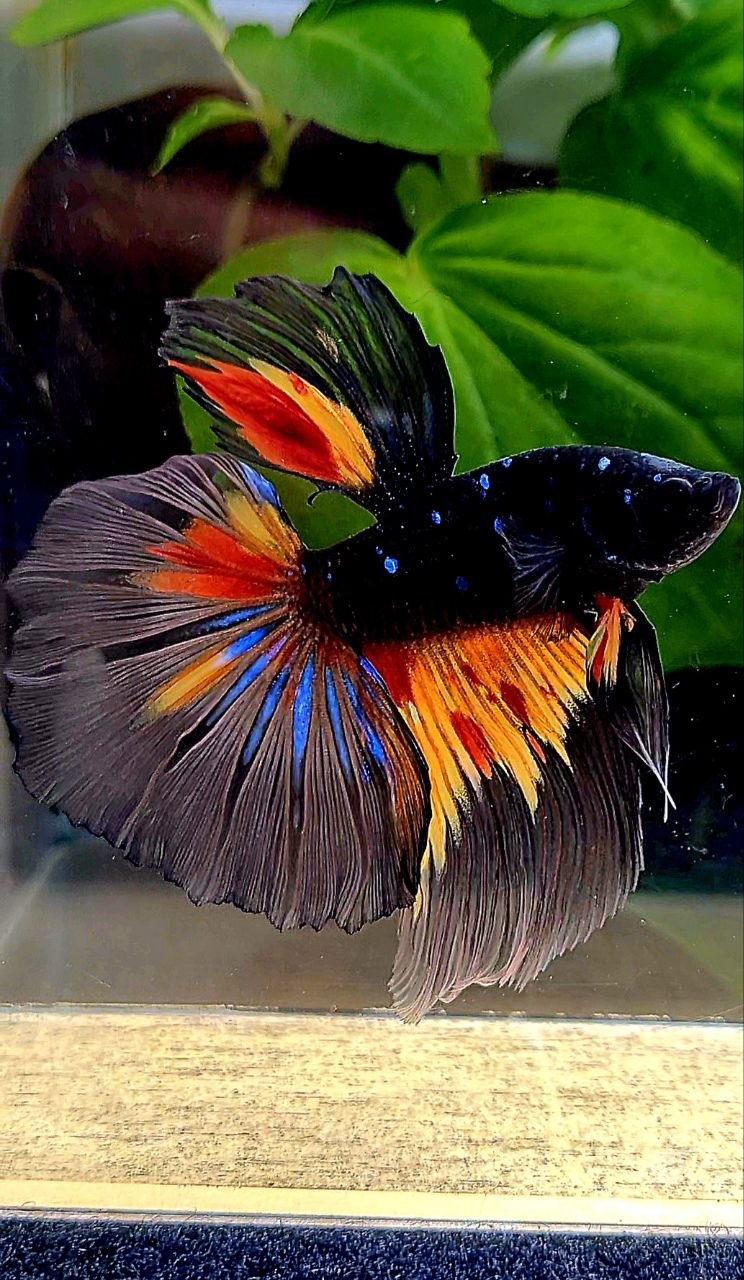 HALFMOON ROSETAIL BLACK GALAXY AVATAR NEMO BETTA FISH