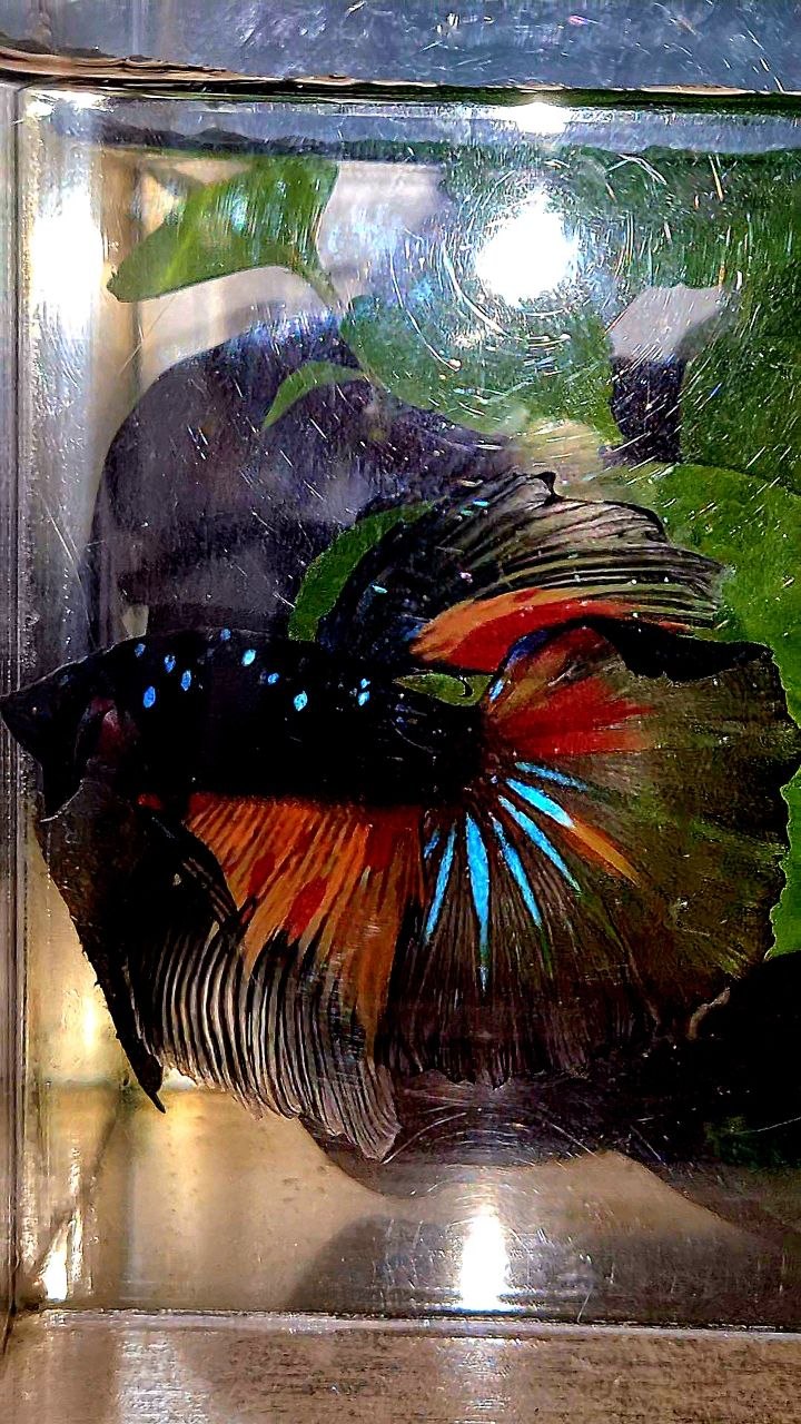 HALFMOON ROSETAIL BLACK GALAXY AVATAR NEMO BETTA FISH