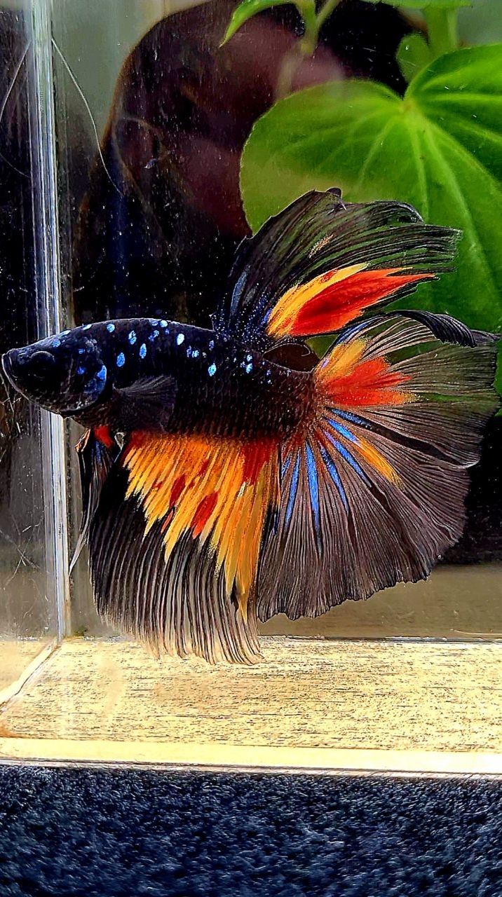 HALFMOON ROSETAIL BLACK GALAXY AVATAR NEMO BETTA FISH