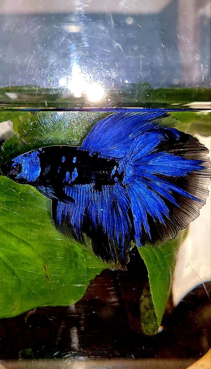 HALFMOON ROSETAIL BLACK GALAXY AVATAR BLUE BETTA FISH
