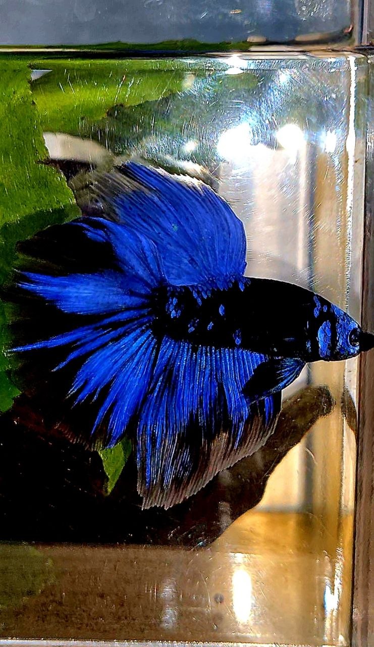HALFMOON ROSETAIL BLACK GALAXY AVATAR BLUE BETTA FISH