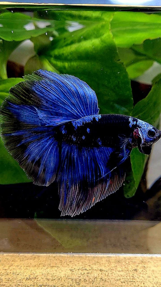 HALFMOON ROSETAIL BLACK GALAXY AVATAR BLUE BETTA FISH