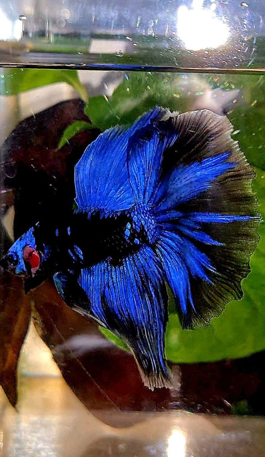 HALFMOON ROSETAIL BLACK GALAXY AVATAR BLUE BETTA FISH