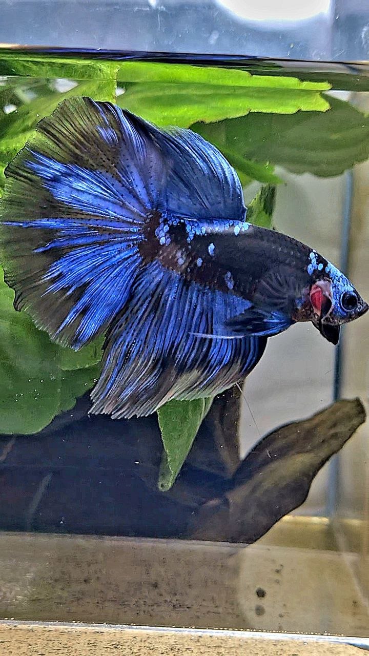 HALFMOON ROSETAIL BLACK GALAXY AVATAR BLUE BETTA FISH