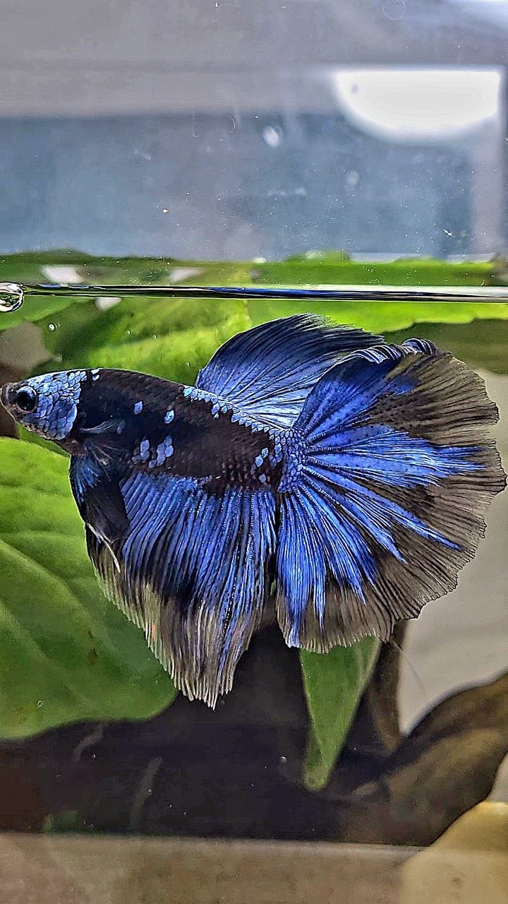HALFMOON ROSETAIL BLACK GALAXY AVATAR BLUE BETTA FISH