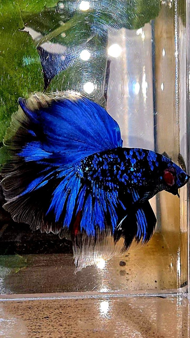 HALFMOON ROSETAIL BLACK GALAXY AVATAR BLUE GORDON BETTA FISH