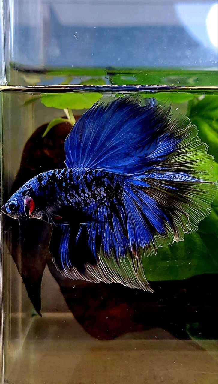 HALFMOON ROSETAIL BLACK GALAXY AVATAR BLUE GORDON BETTA FISH