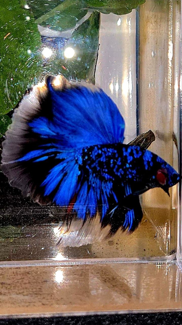 HALFMOON ROSETAIL BLACK GALAXY AVATAR BLUE GORDON BETTA FISH
